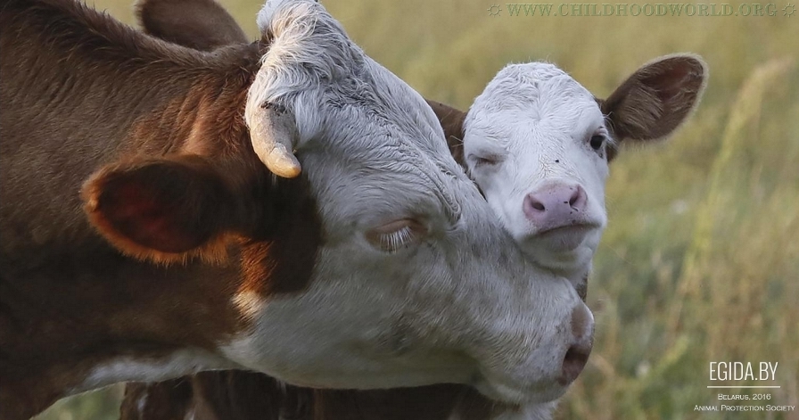 Корова и телёнок ‒ мама и ребёнок