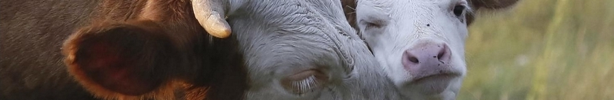 Документальные видео об эксплуатации животных и мясоедении